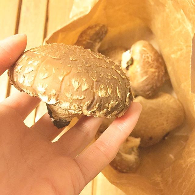 お客様にとても大きな椎茸を頂きました。*満月に作ったギーで炒めて頂きます。#ありがとうございます#椎茸#阿蘇産 (Instagram)